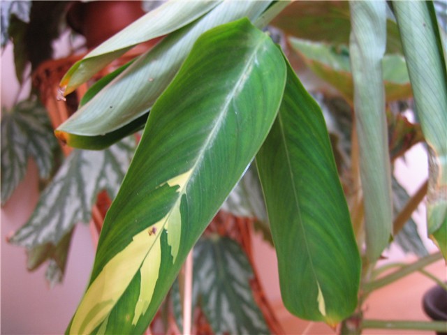 maranta